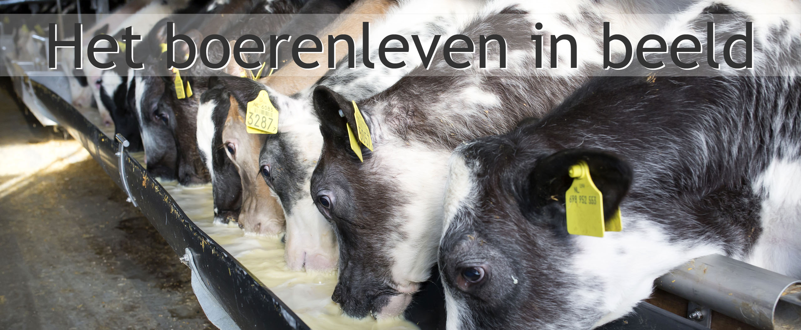 kalverhouderij