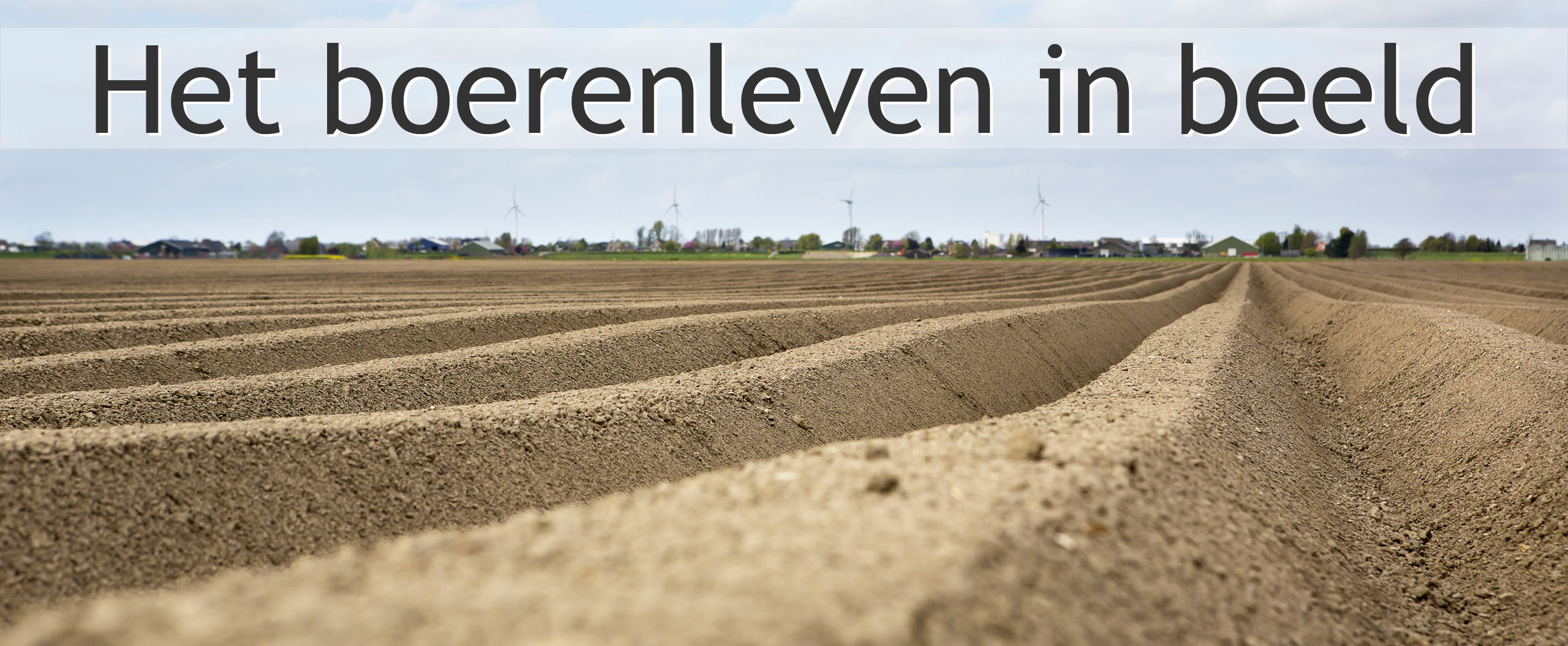 aardappelruggen