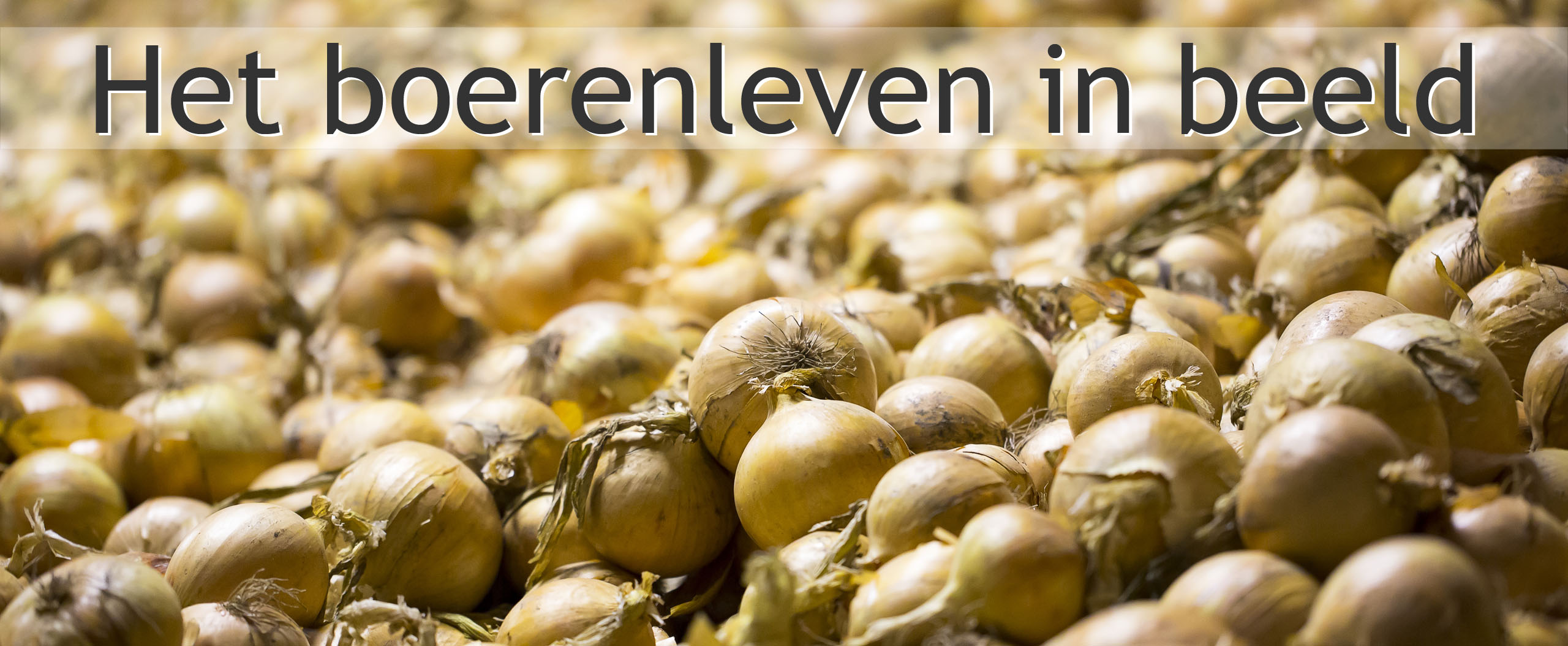 uien