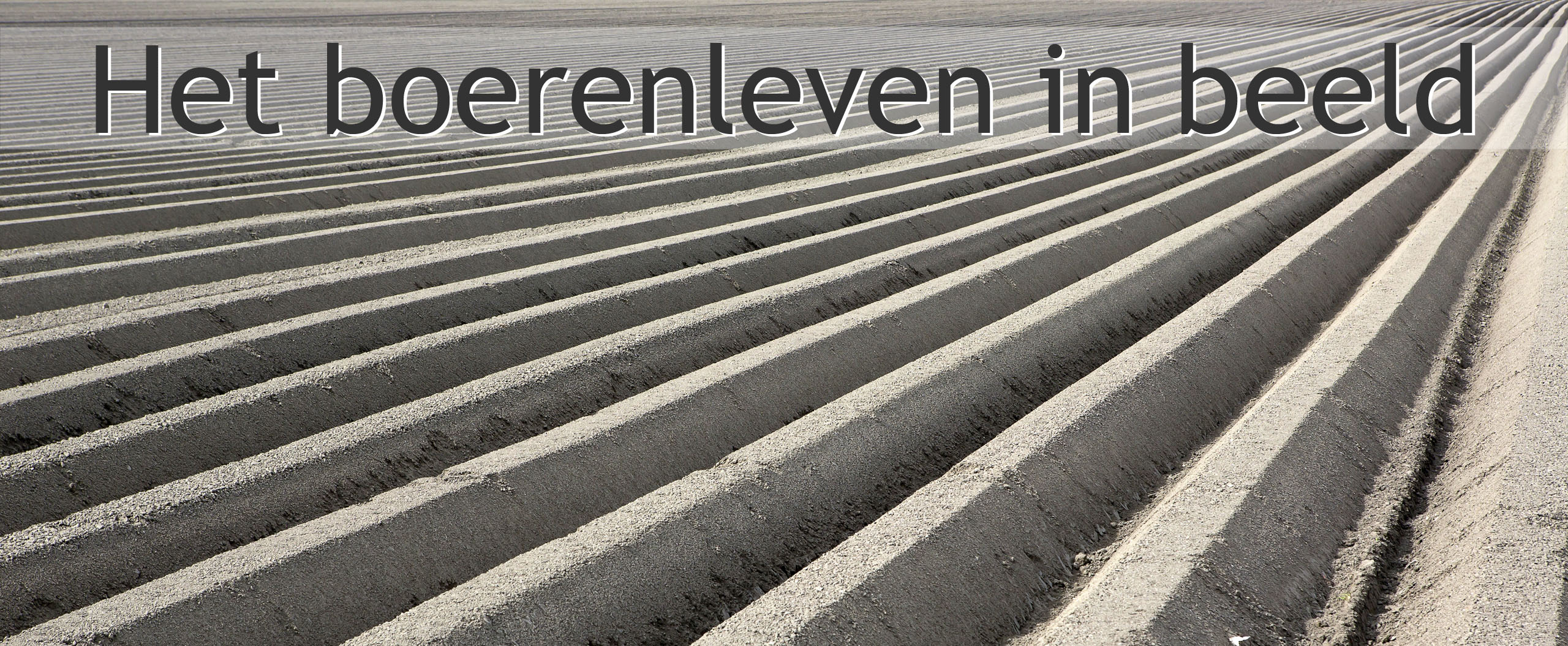 aardappel ruggen
