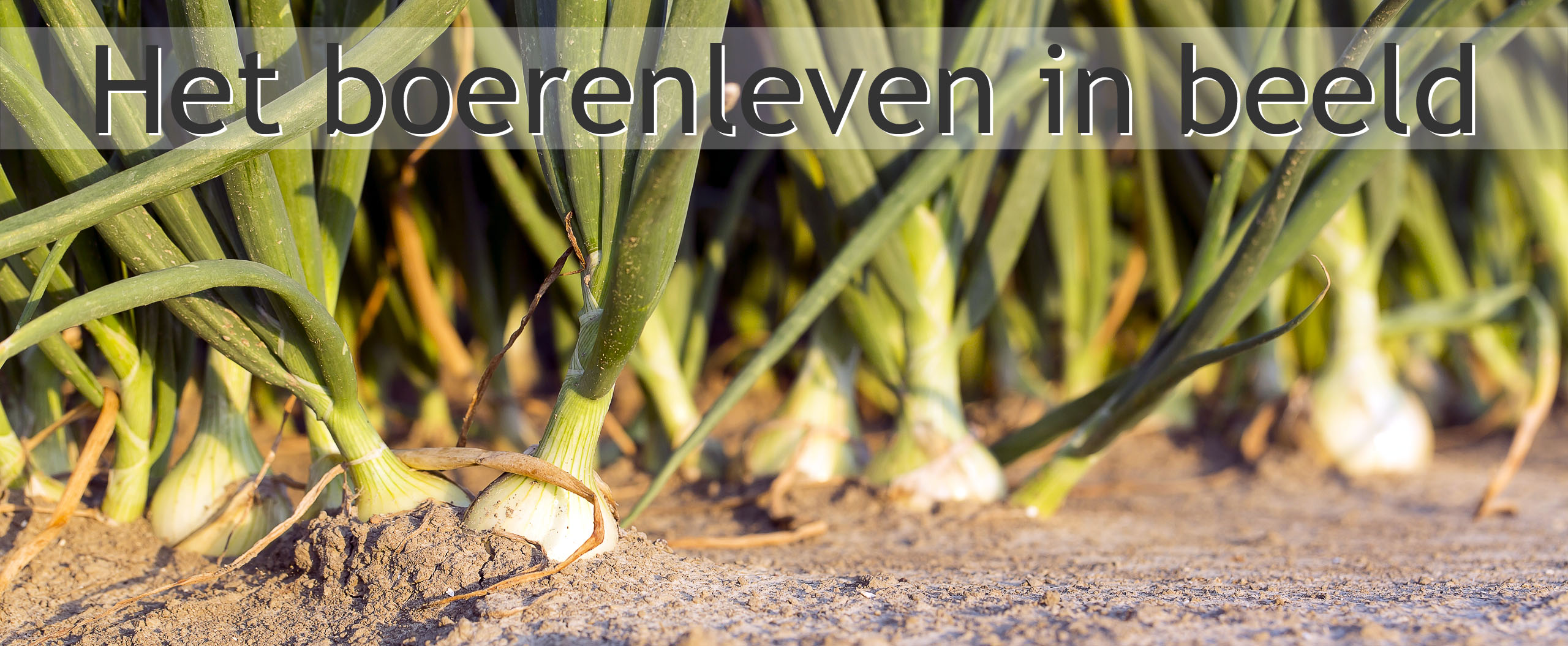 akkerbouw uien