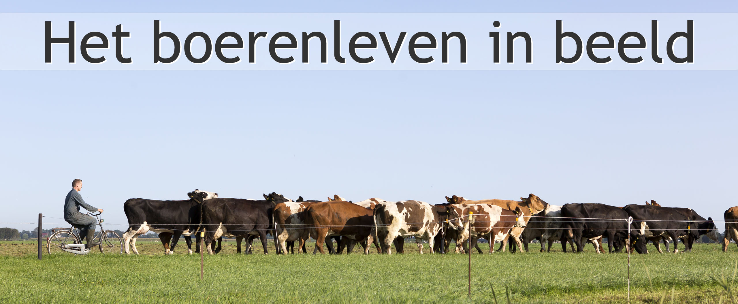 koeien melken