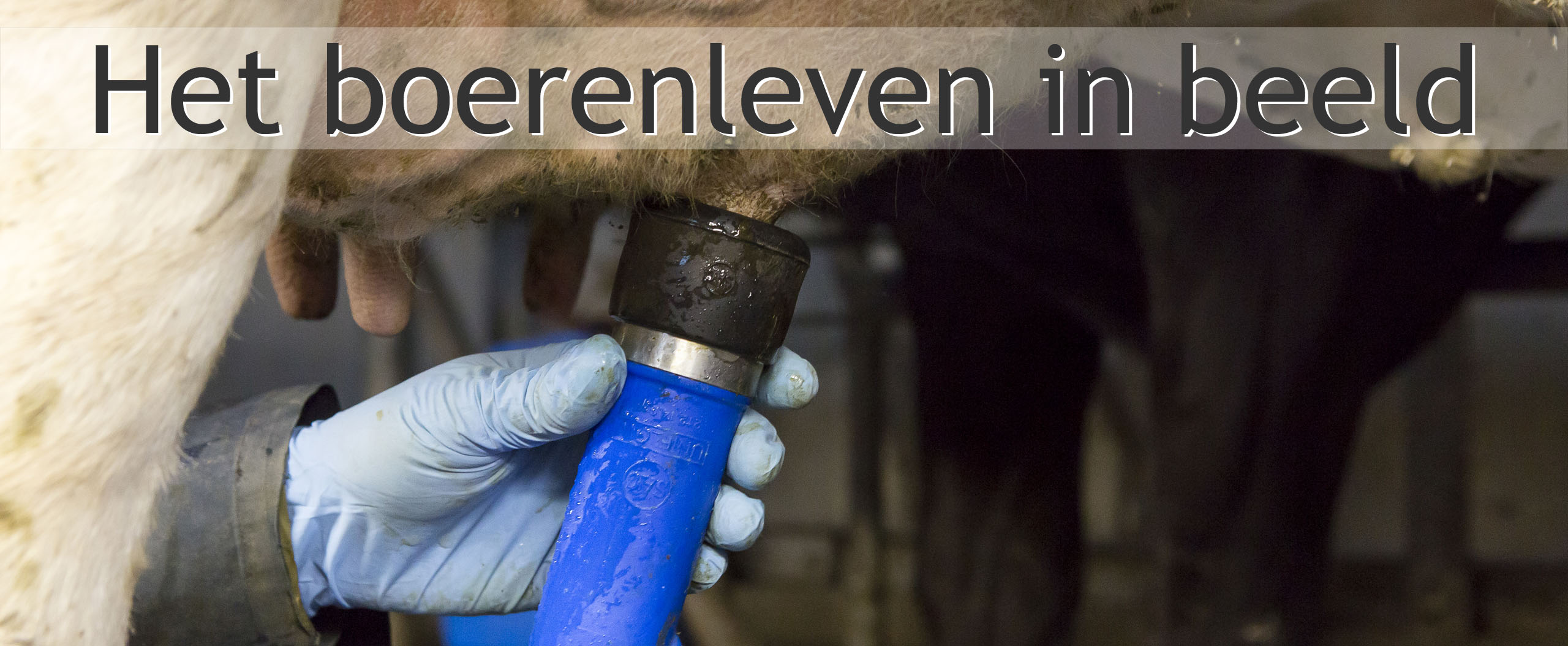 koeien melken