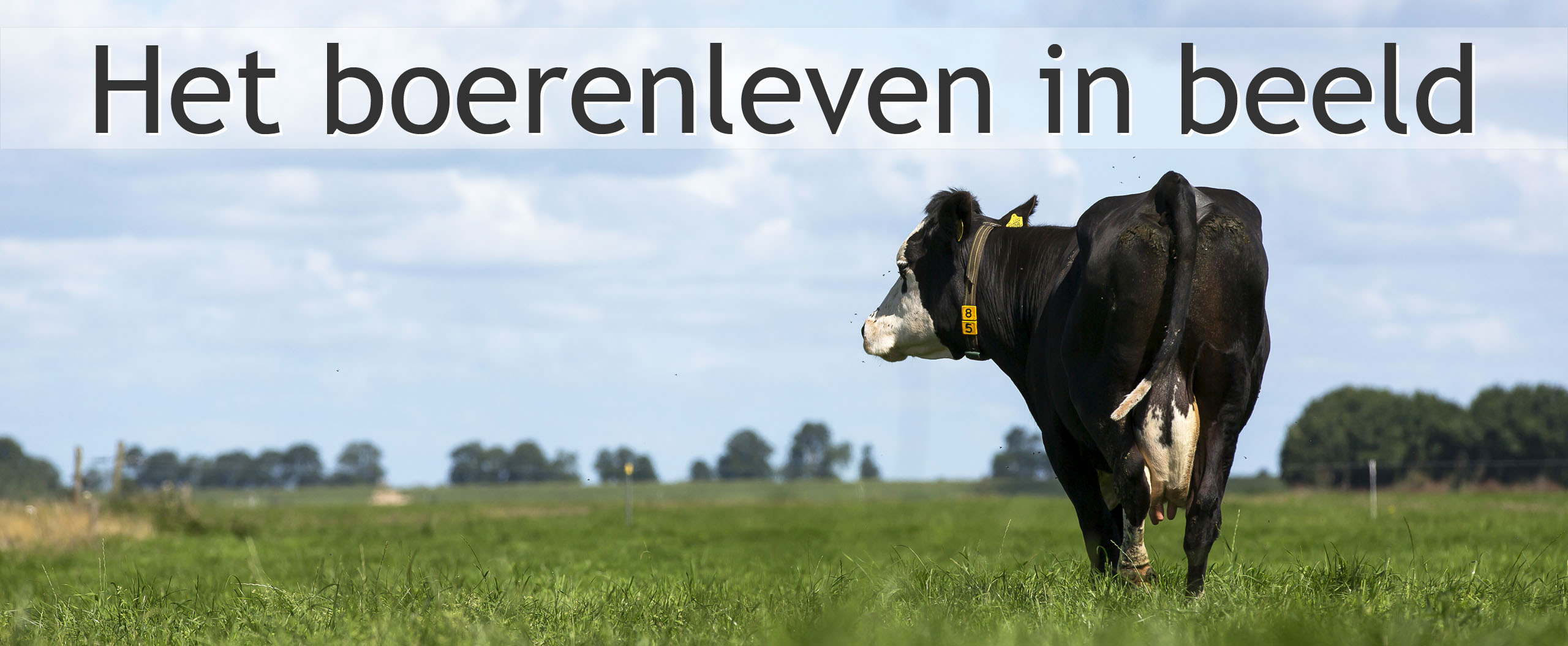 weidekoeien