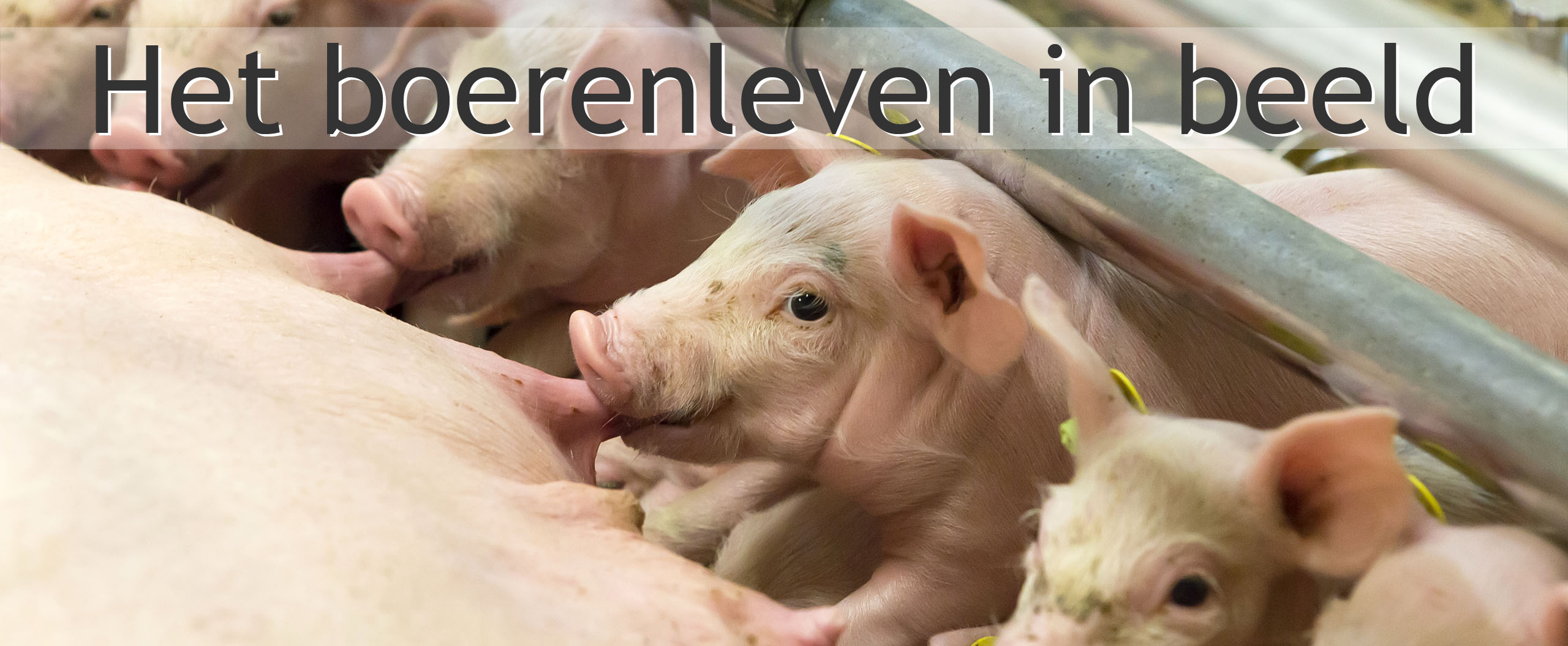 varkenshouderij rientjes