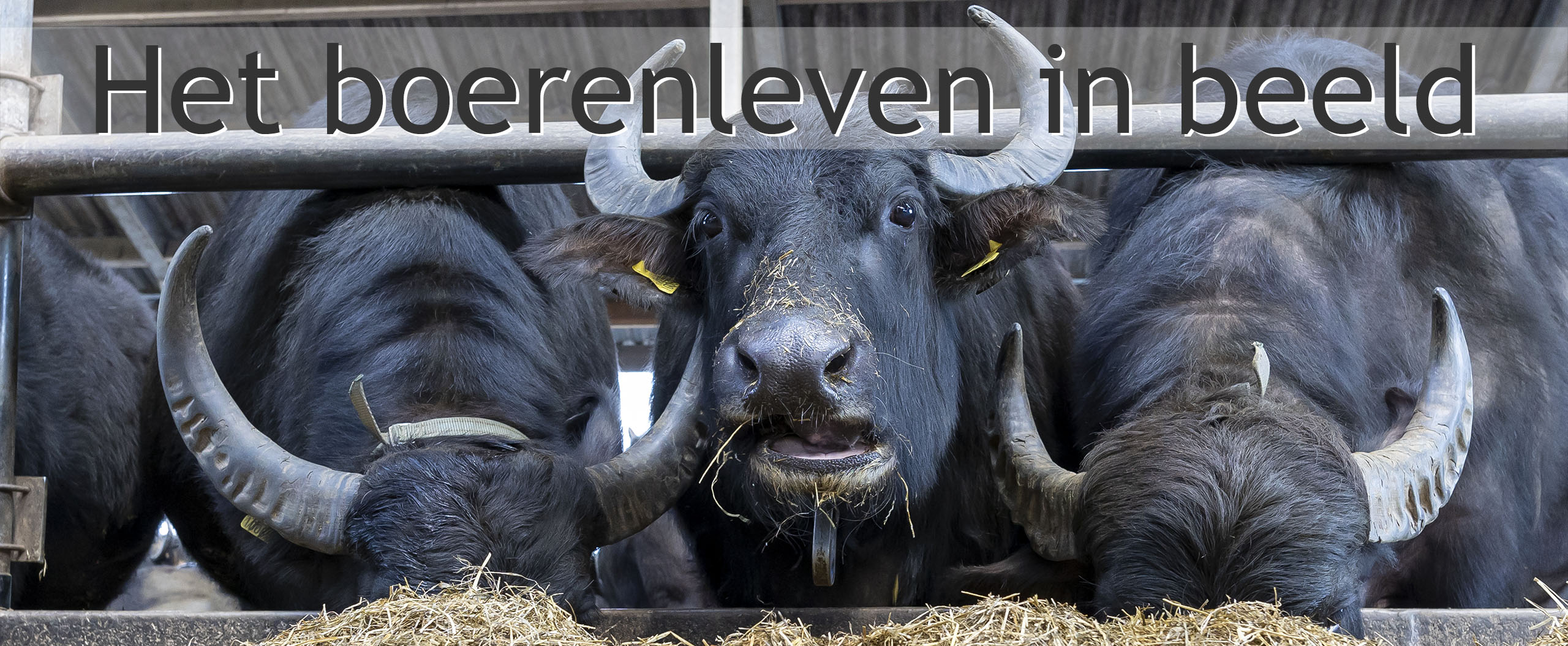 waterbuffel