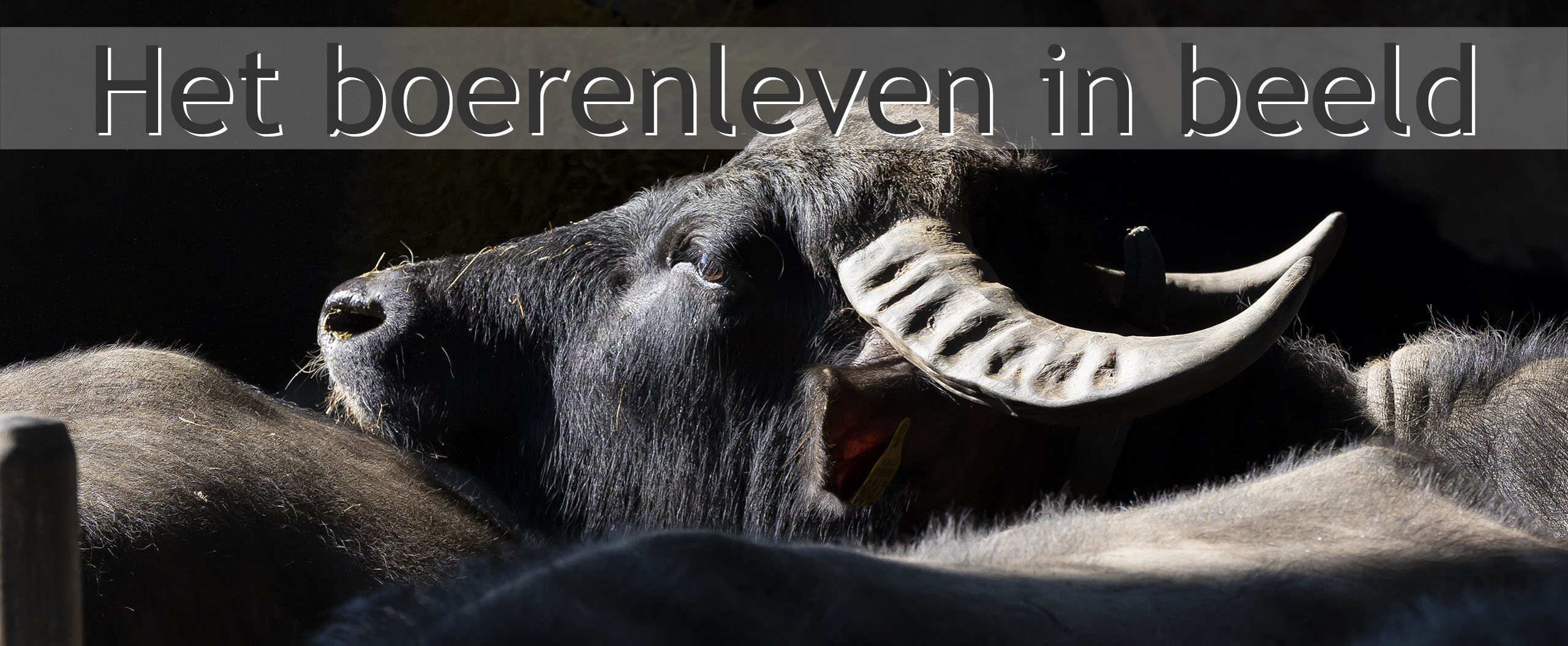 buffel
