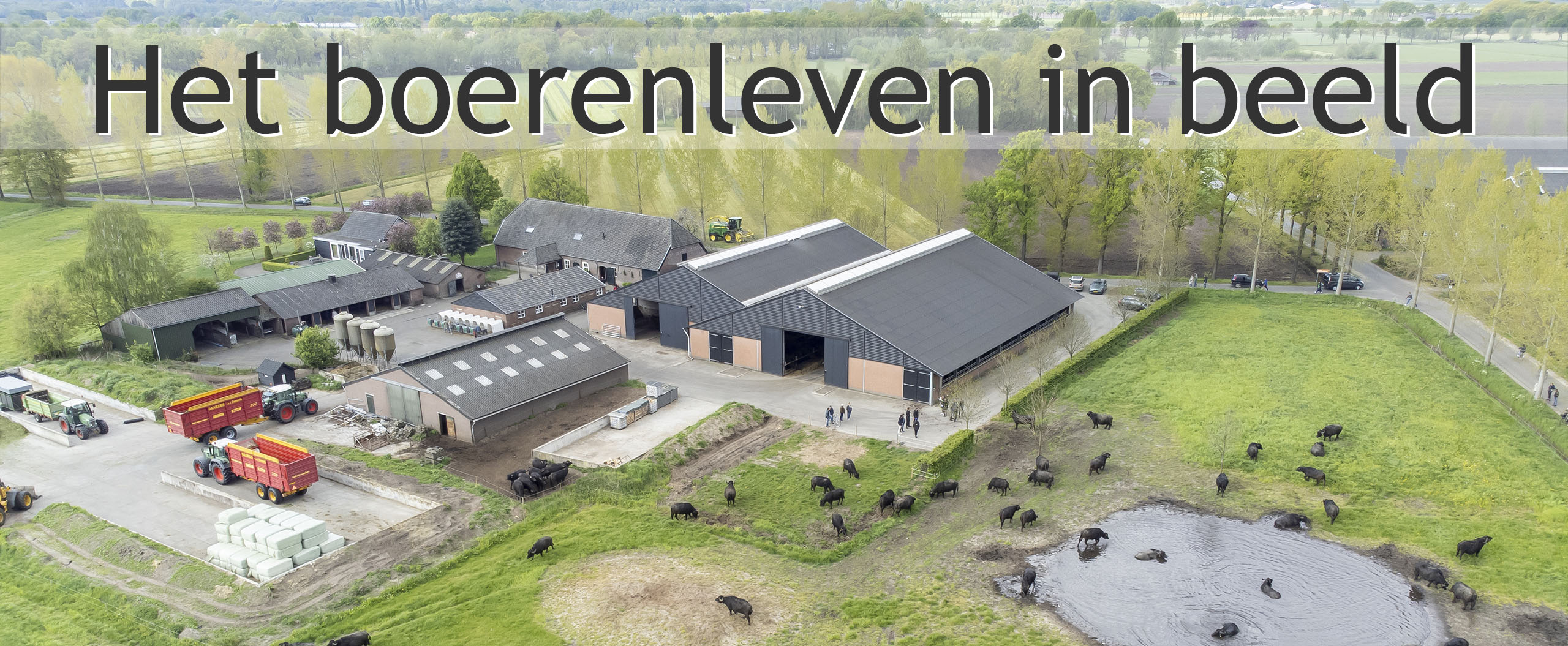waterbuffel