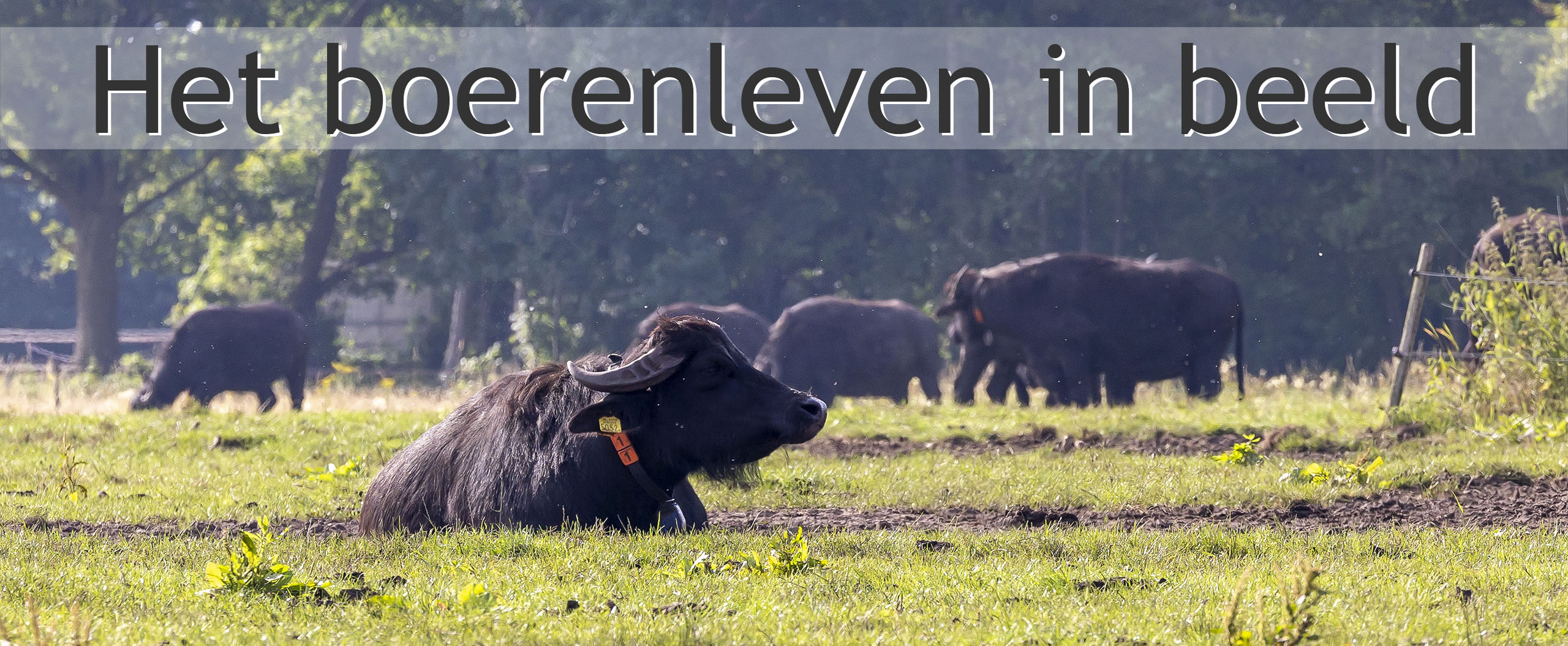 waterbuffels