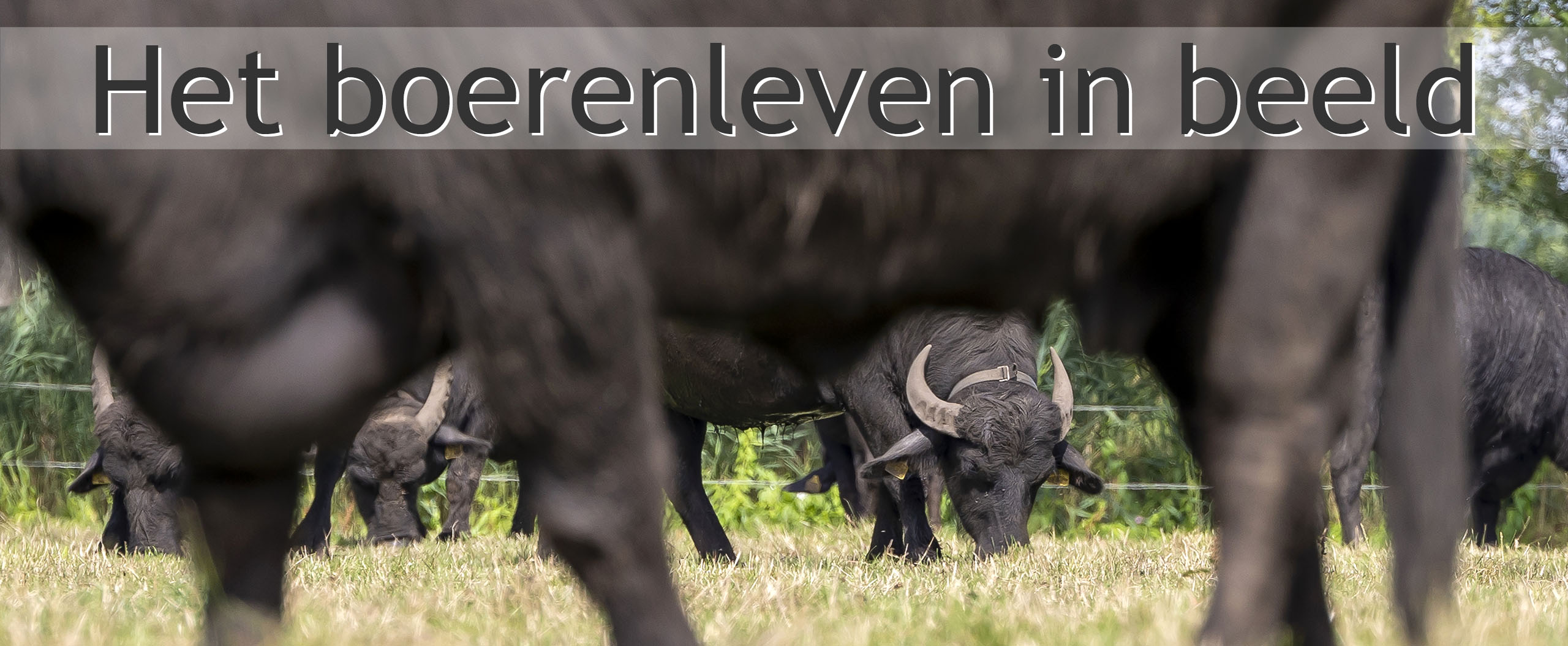 waterbuffels
