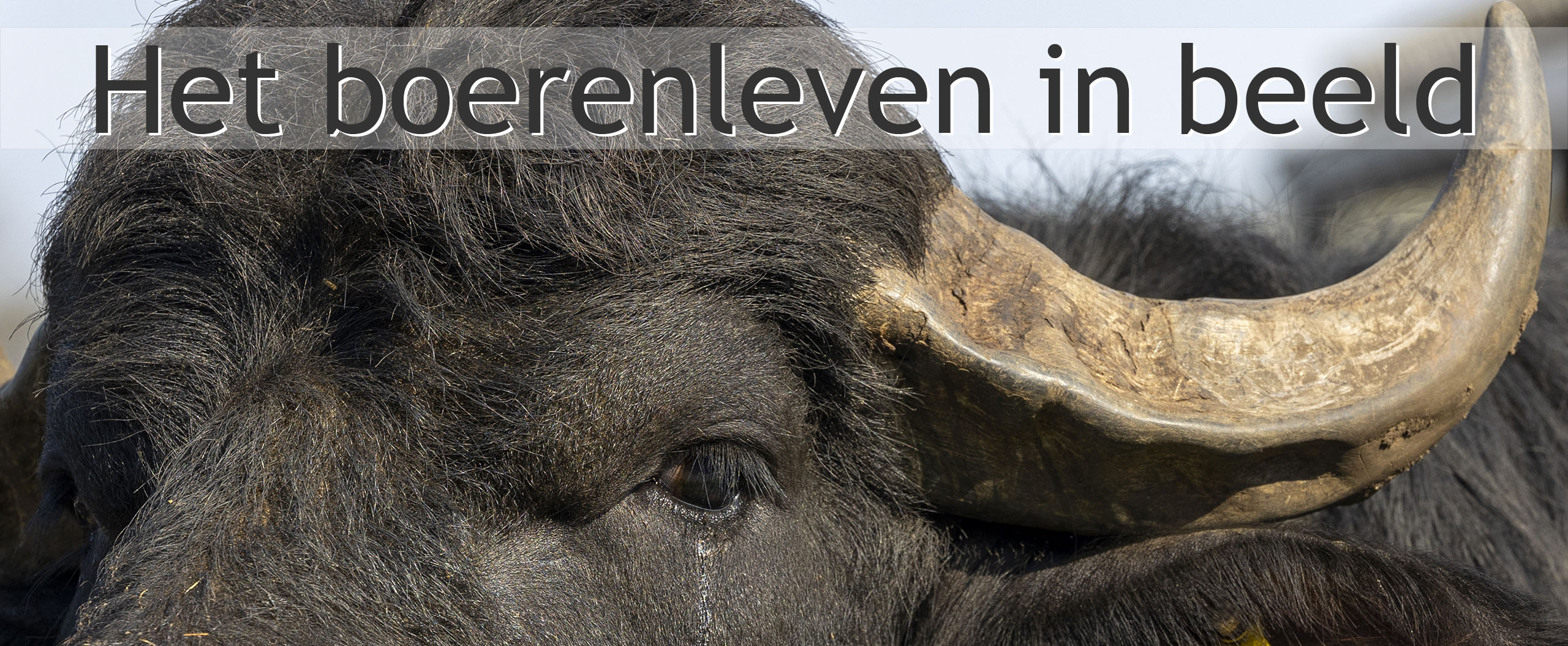 waterbuffels