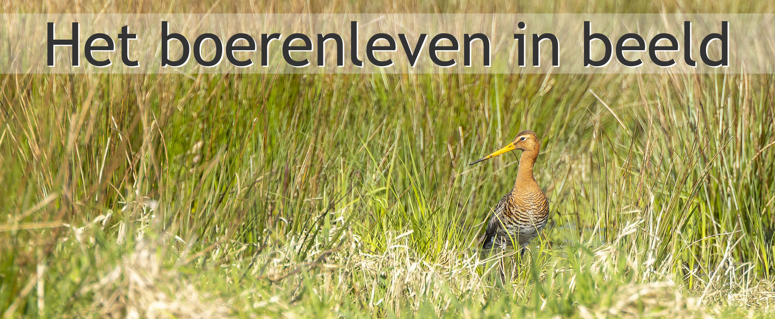 weidevogelbeheer