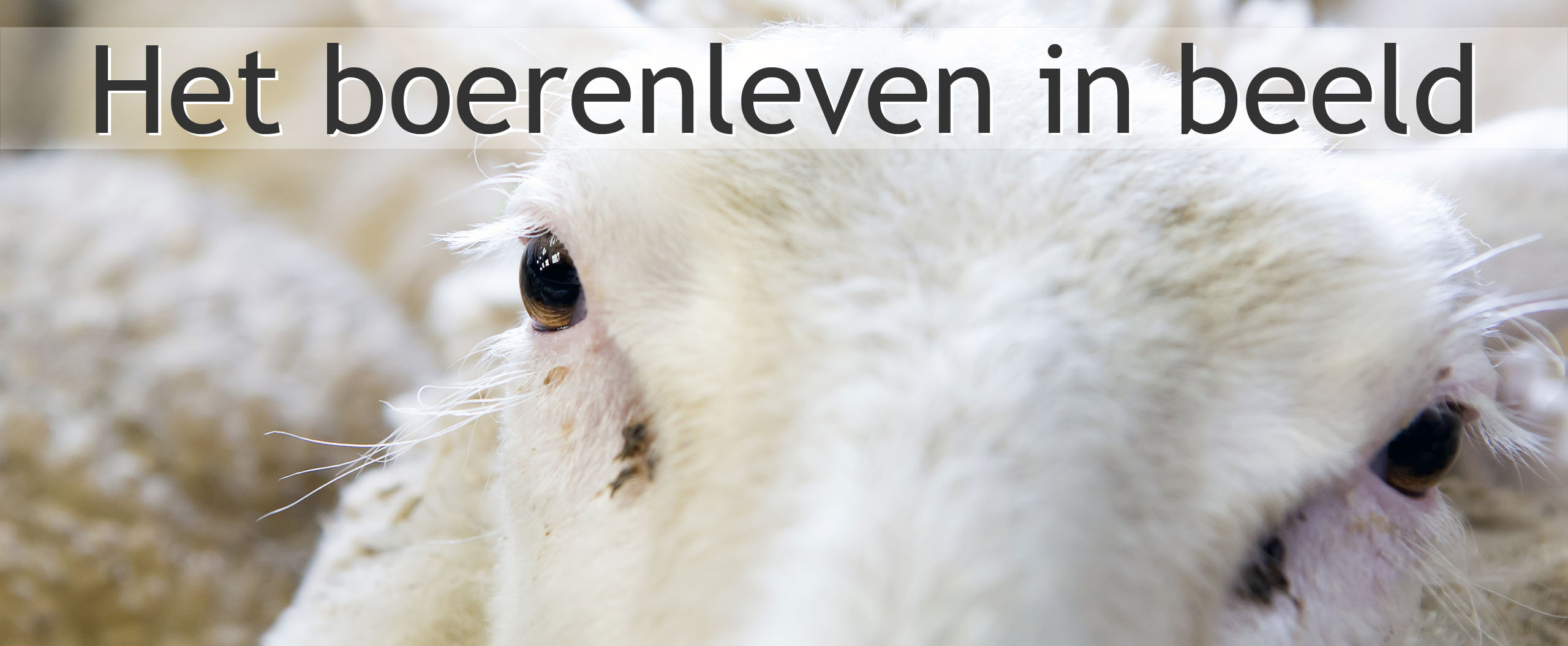 schaap