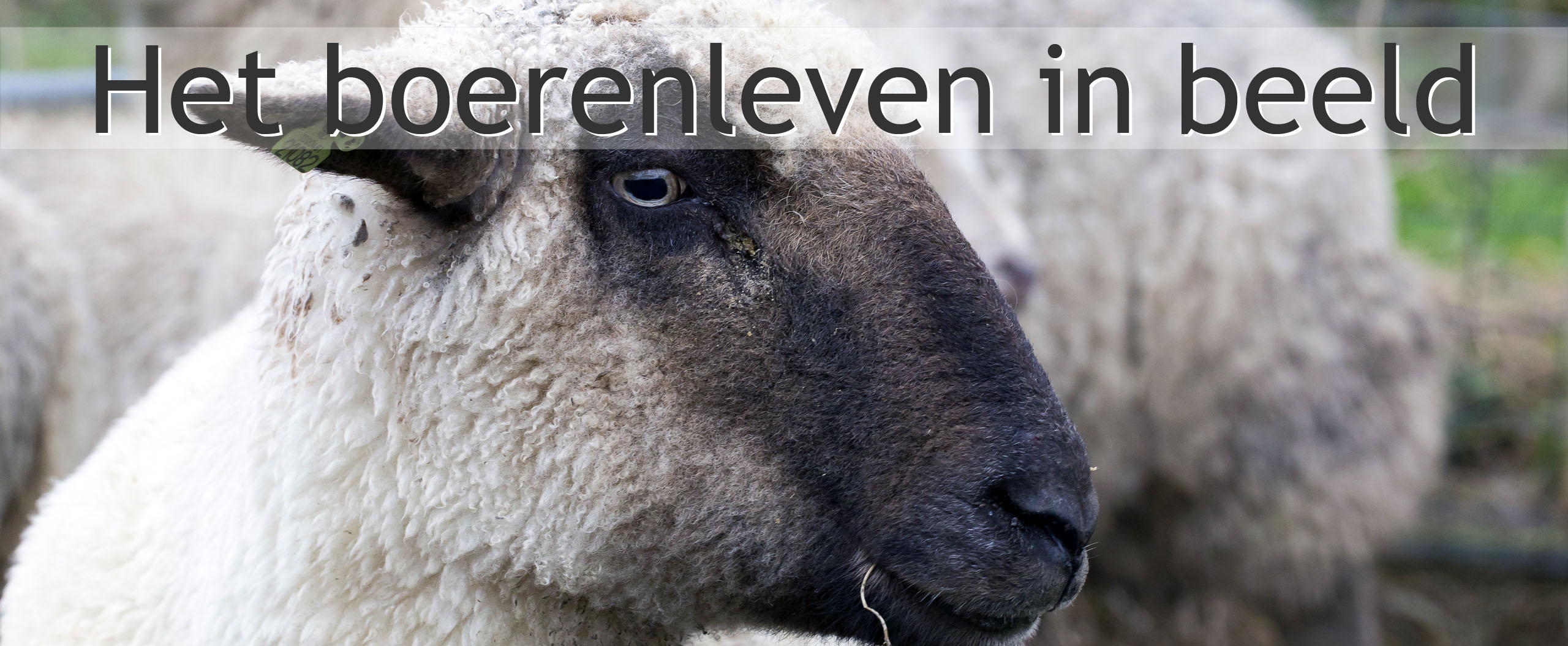 zwartkopschaap