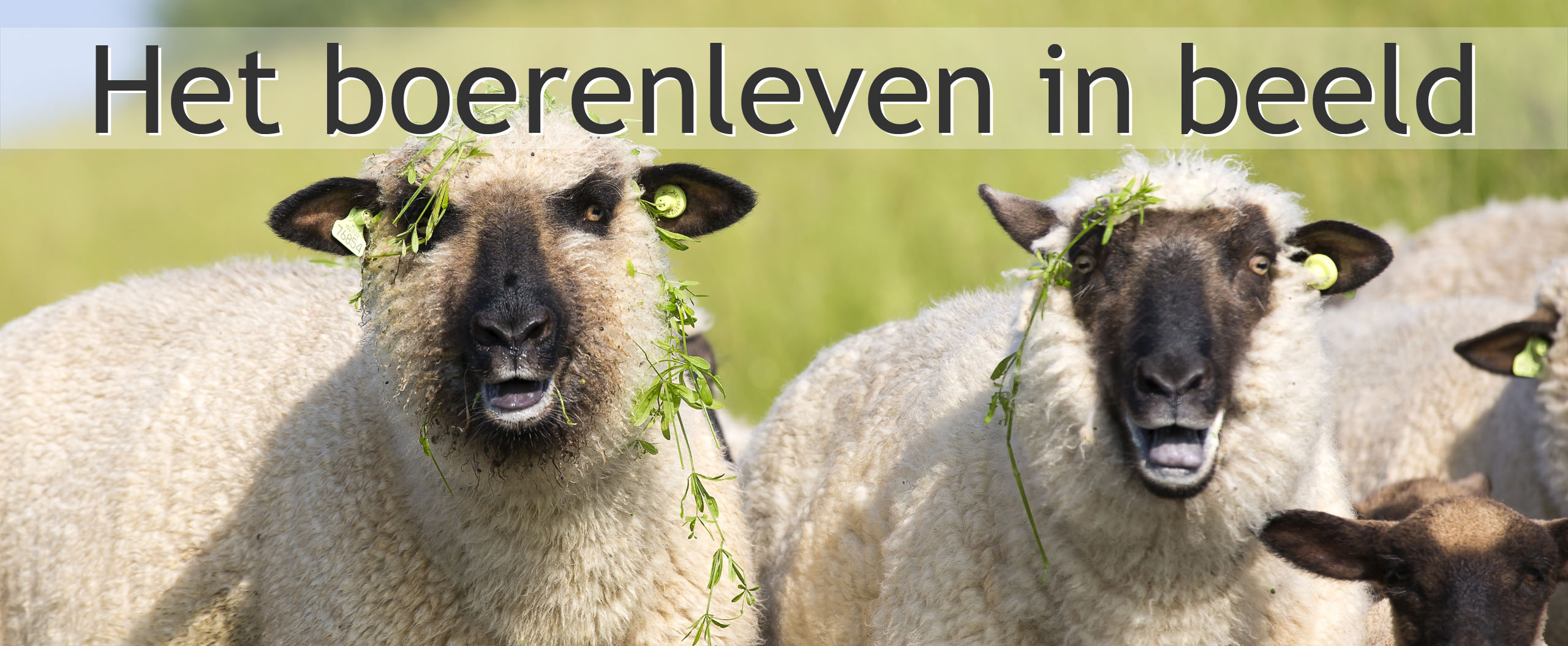 zwartkop schaap
