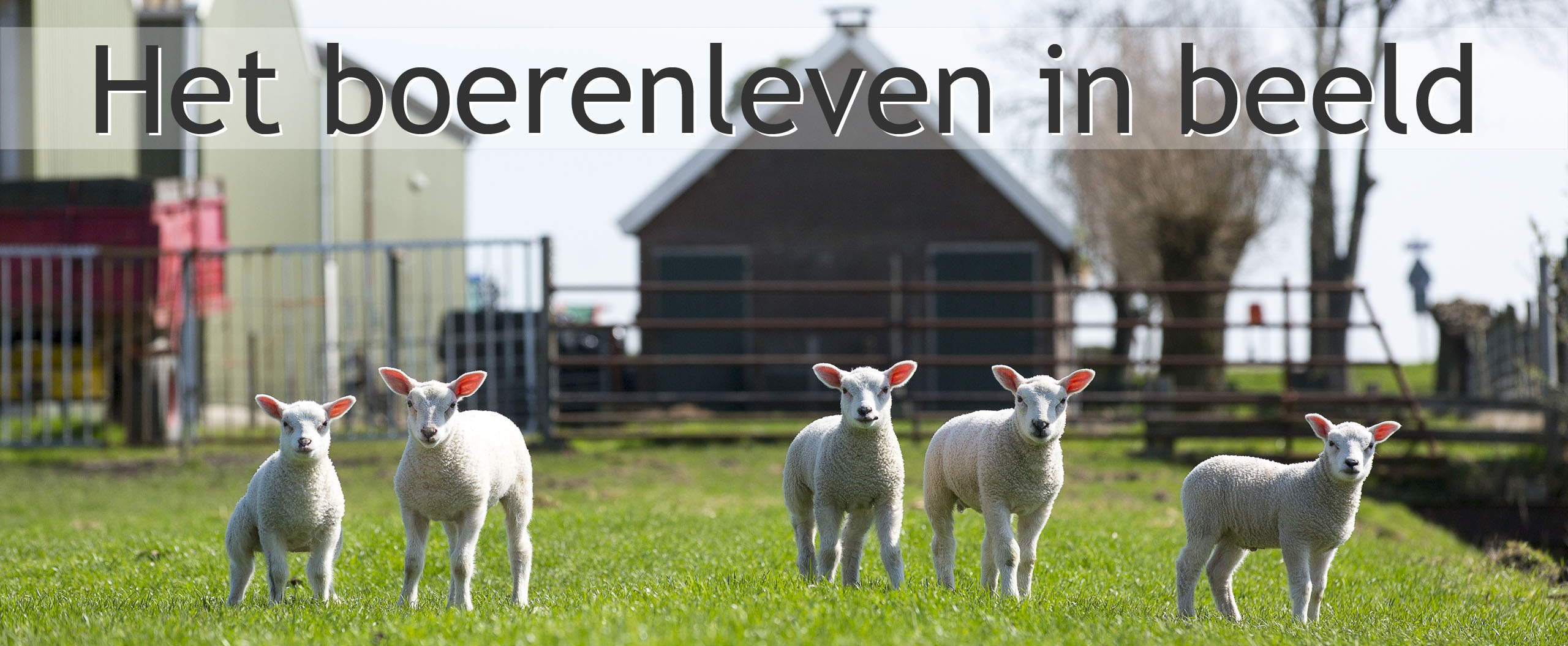 lammetjes