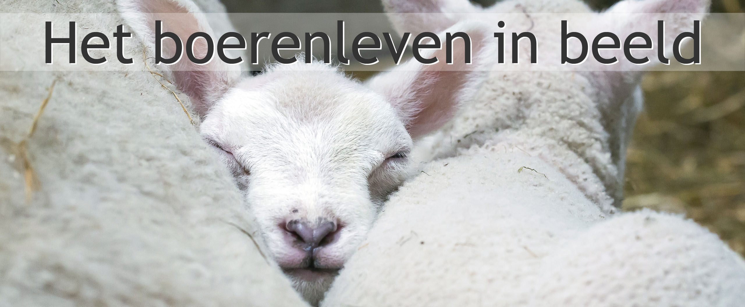 lammetje