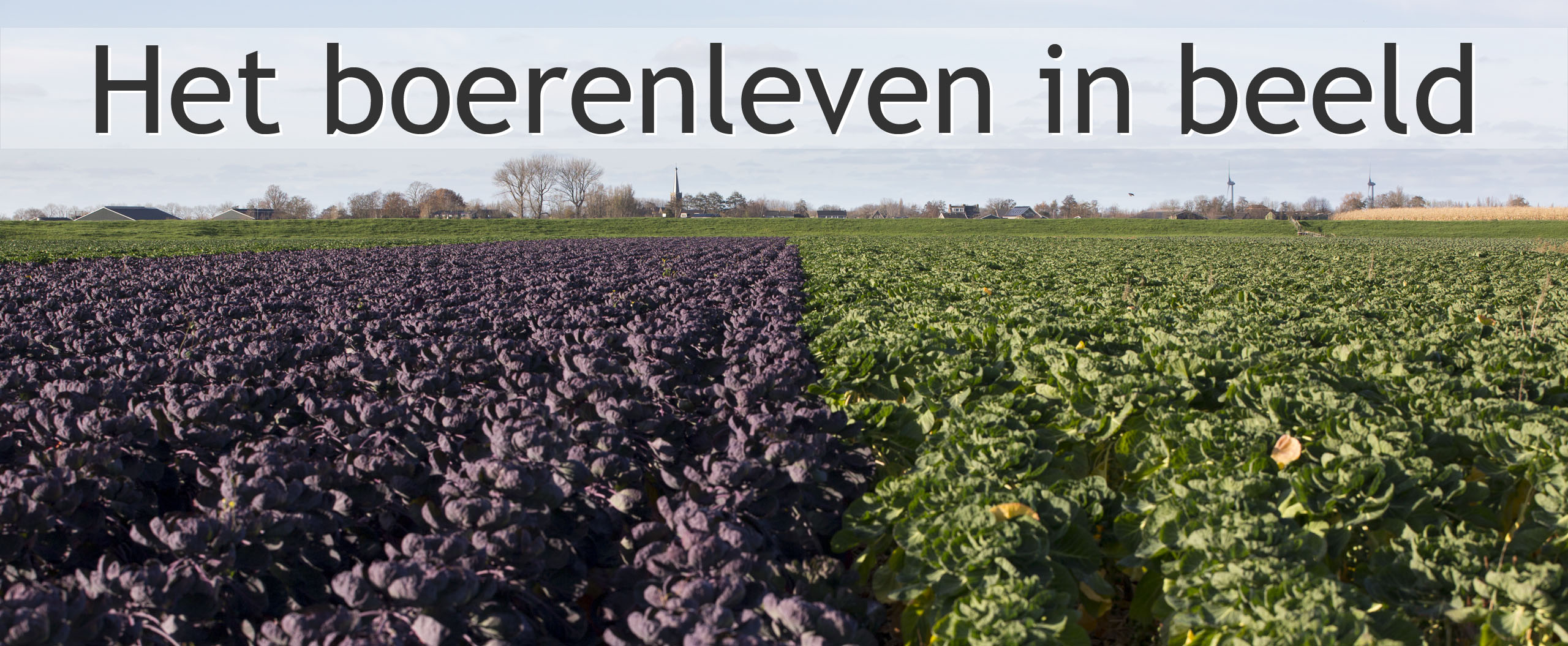 paarse spruiten telen