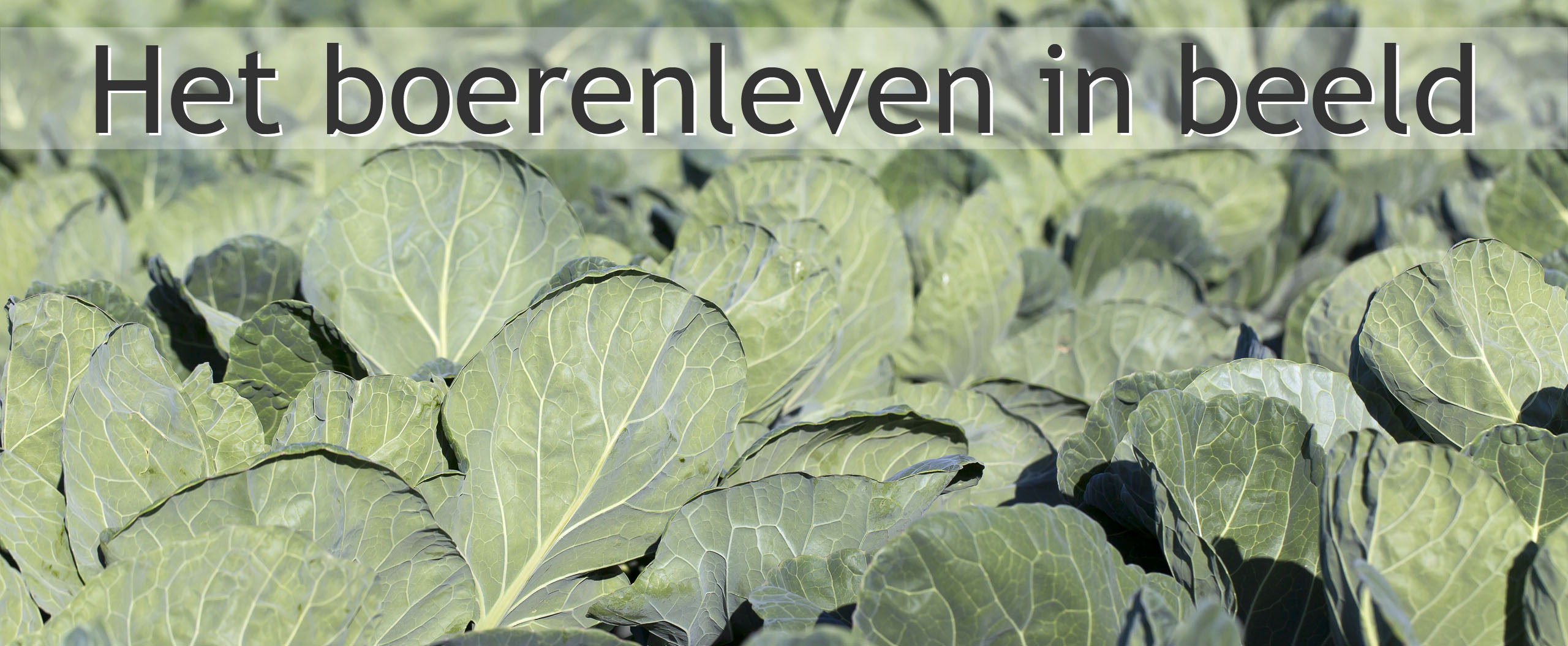 spruitkool telen