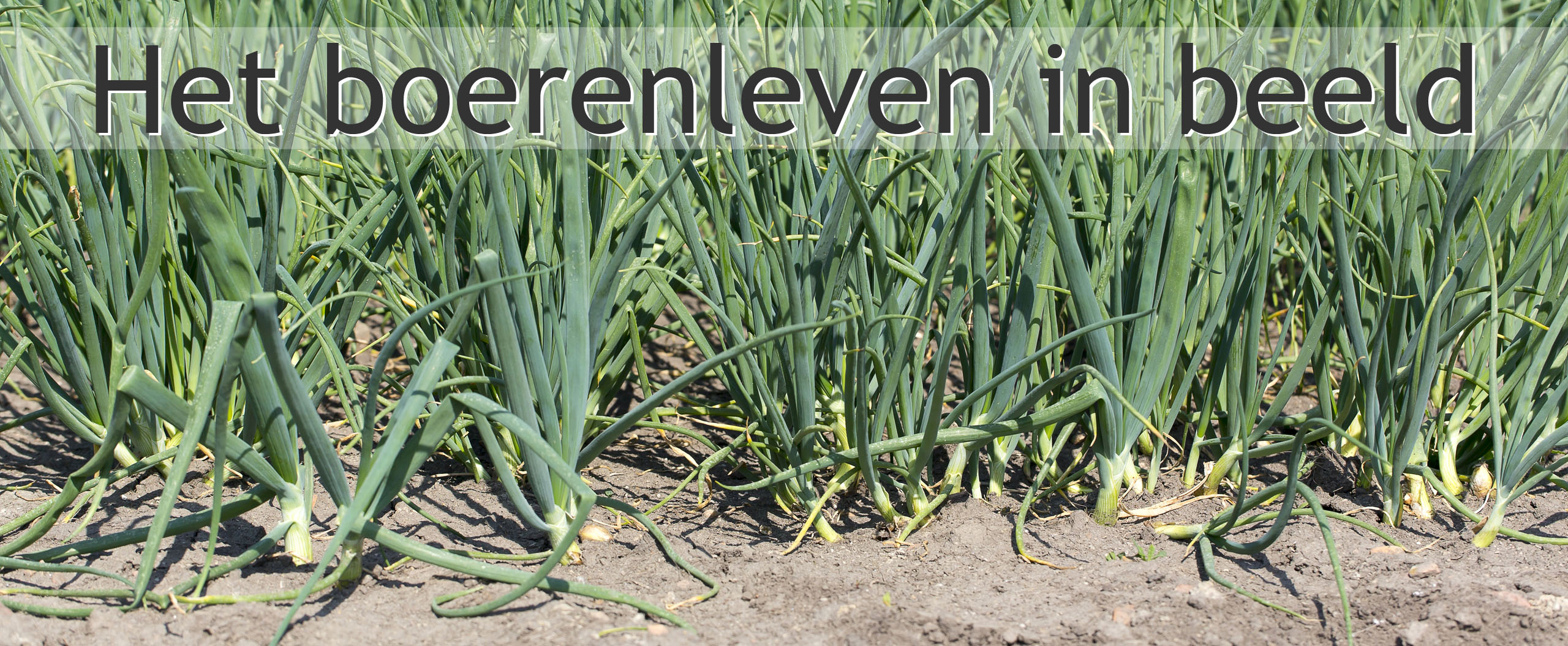uienteelt