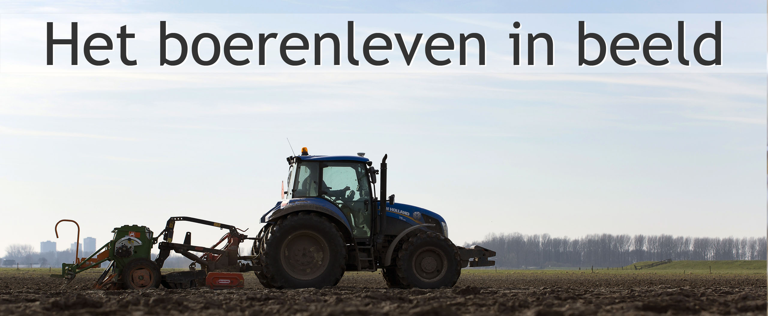 zomertarwe